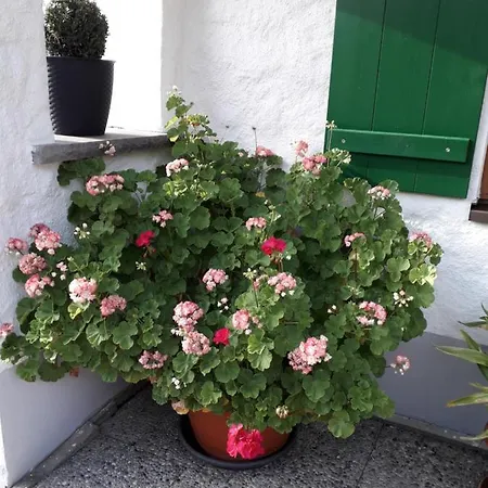 Apartment Haus Zengerle *
